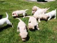 /album/fotos-recentes-/fotos-066-jpg/